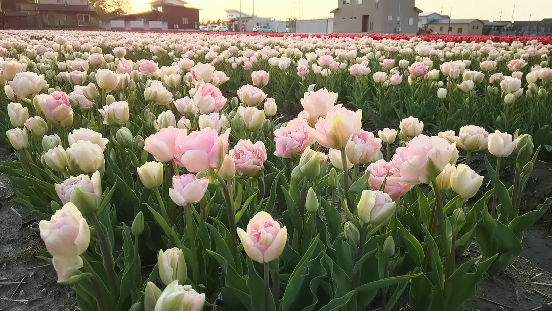 ウエルシア薬局 ライフガーデン新浦安店の写真